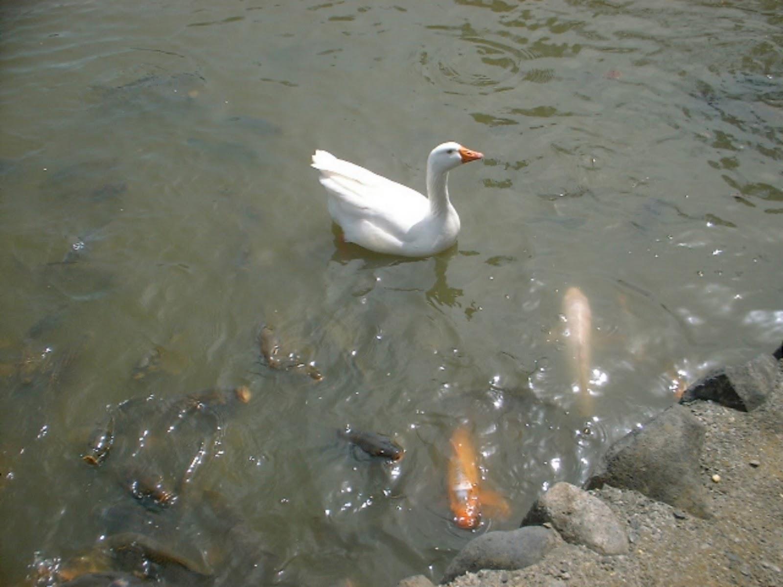 Diverse  - shioda3.jpg